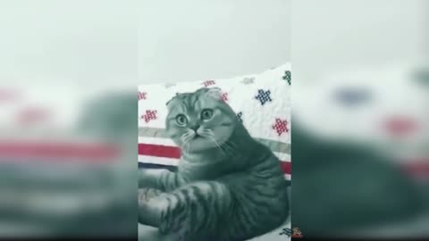 cat funny video rumbel