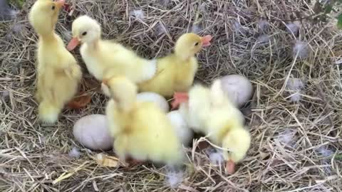 Pekin ducklings hatching