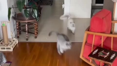 FUNNY CAT 😹😺 RUNING