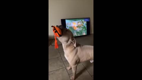 Get Ready to LOL: The Funniest Dog Videos of All Time