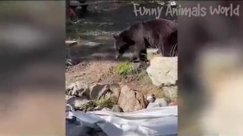 Funniest Animal compilation ! Best funny clips of funny animals