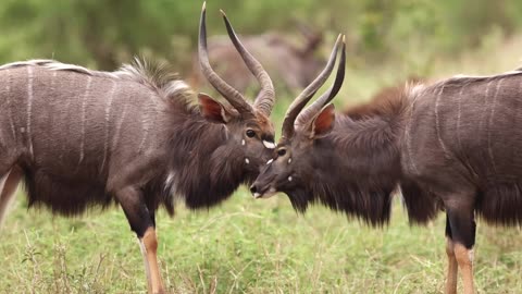 Antelope bulls fight