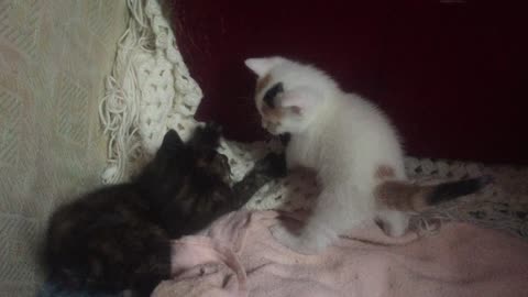 RAWRRRR Kitten Fight, Two Four Week Old Fluffers
