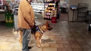 Service dog public access!
