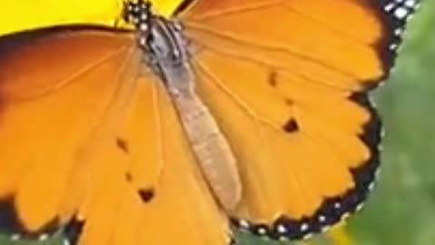 Amazing Facts about Butterflies