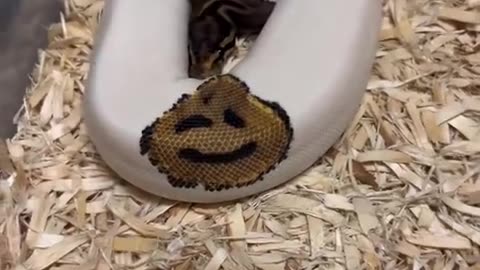 COOL SNAKE WITH A SMILEY FACE ON ITS BODY