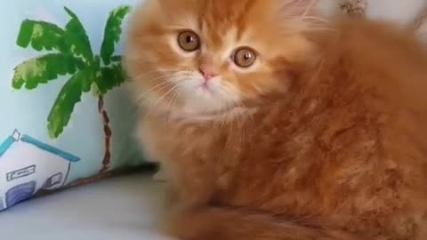 Cats funny video