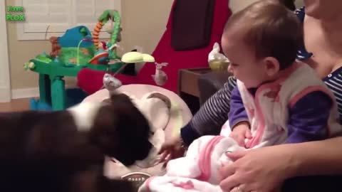 Funny Babies Laughing Hysterically at Dogs Compilation_p4