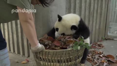 Funny Panda Harass Zookeeper