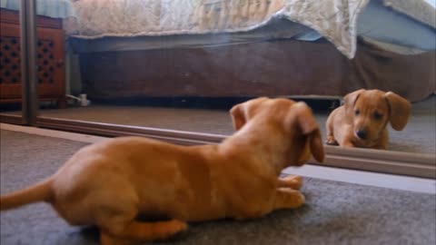 Cute dog playing with the mirror..