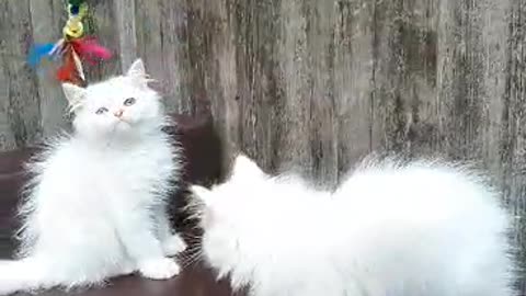 My persian kitten Max and Minnie playing with feathers