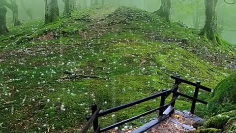 Snowfall in forest