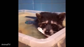 Racoon takes a bath