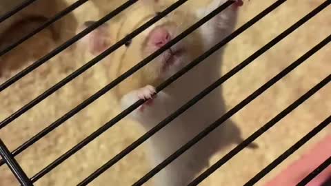 Animal collection. Hamsters doing exercise