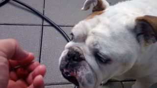 English Bulldog eagerly tries fresh picked raspberries