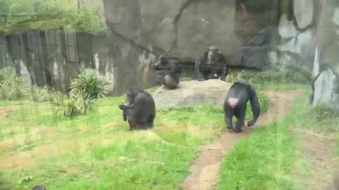 Baby Chimps