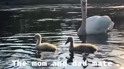 Baby swans are so cute