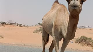 Camel attack