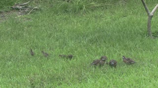 wild bob white quails and chicks