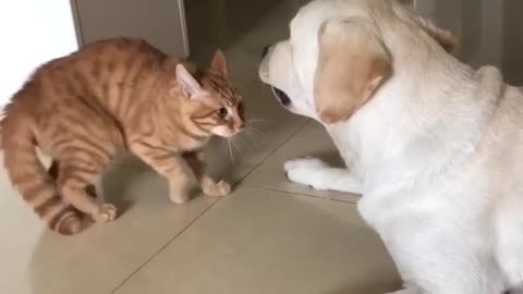 Dog and cat fight 😂