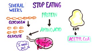 What If You Stopped Eating Food