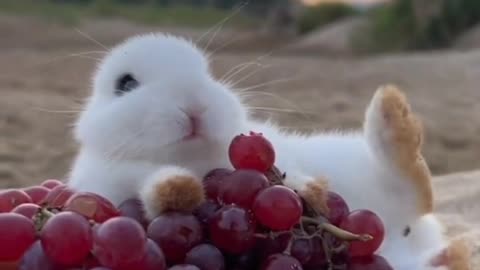 Rabbit beautiful kids | 4K Rabbit Animal Ultra HD - rabbit | ultimate wild animals collection in 4k ultra hd / 4k tv