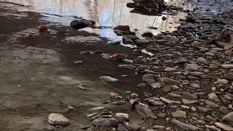 Dead fish fill the rivers of Eastern Palestine, Ohio...