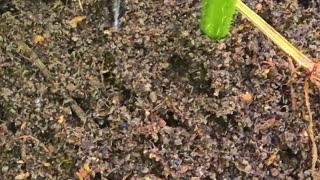 A hidden anthill in a forest next to a river / beautiful insects.