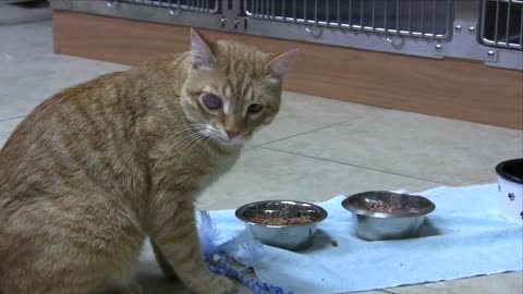 Cat receives eye surgery thanks to Facebook fans
