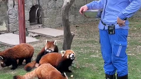 red pandas