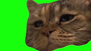 Sad Cat Returns | Green Screen