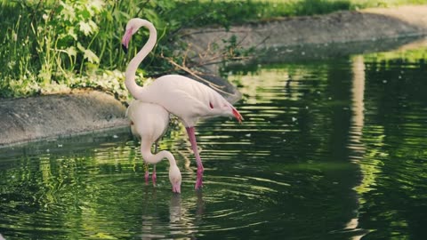 Flamingo 🦩 beauty