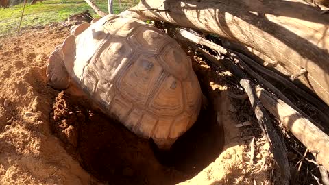 Tortoise Laying Eggs-13