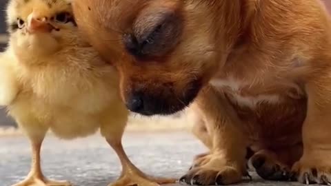 Cute Little Puppy And The Little Chick