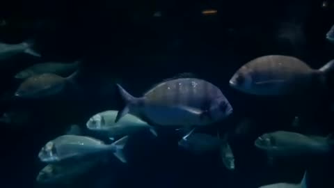 Amazing fish colors