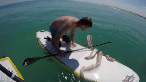 Giant Squid Attacks Surfboard!