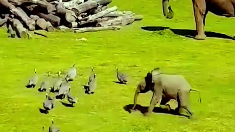 An elephant kidding with ducks