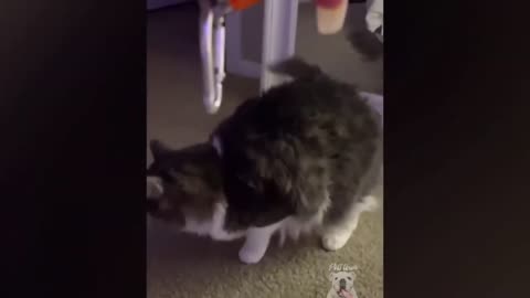 Cats playing with light dots. So cute Awww 🥰🥰. Can't stop laughing 🤣😹
