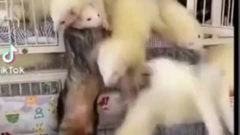 Ferrets funny moments😘Cute pets in action compilation. Crazy videos ferret. Animals Music #Shorts
