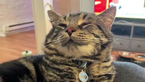 Sad And Depressed Shelter Cat Is Completely Transformed In Its New Home