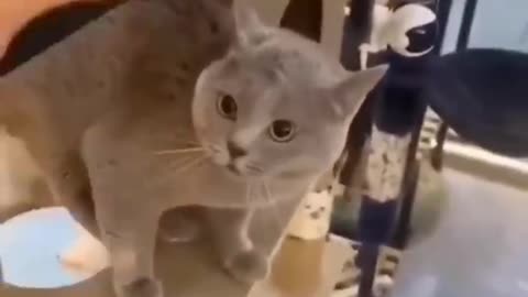 Watch These Disgruntled Cats Get the Most Unusual Beauty Treatment!#syl_vester #funny #ukraine #cat