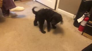 Cocoa chasing her tail