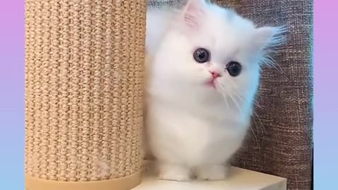 45_ Cute and Funny Cat Videos Compilation