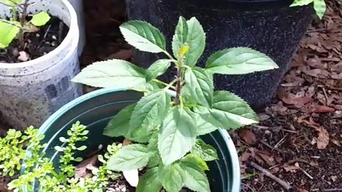 Apple Tree From Seed Sprouted In Apple