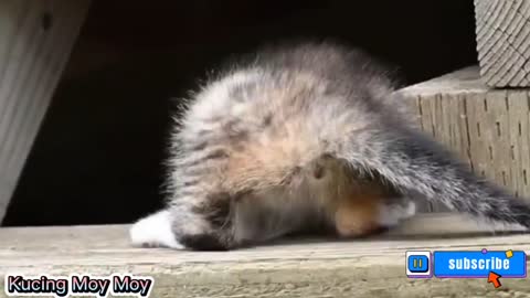 the sound of a kitten calling its mother, HD clear quality can prank cat brood