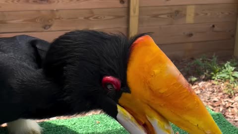 Raja, a rhinoceros hornbill, is picking out the favorite bits of a very healthy breakfast 😋