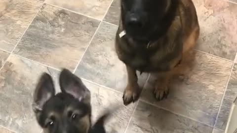 Dog teaching her puppy to sit is the cutest thing ever 😭