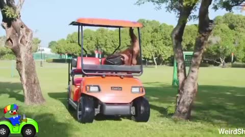 A CLEVER 🦧ORANGUTAN WHO LEARNED TO DRIVE A GOLF CART