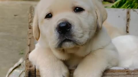 Cute puppy animal beautiful animals 😍😍 lover anamal