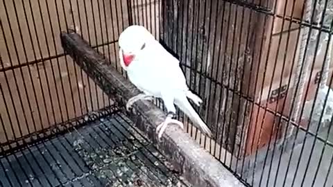 Beautiful and sweet voice of parrot 🦜